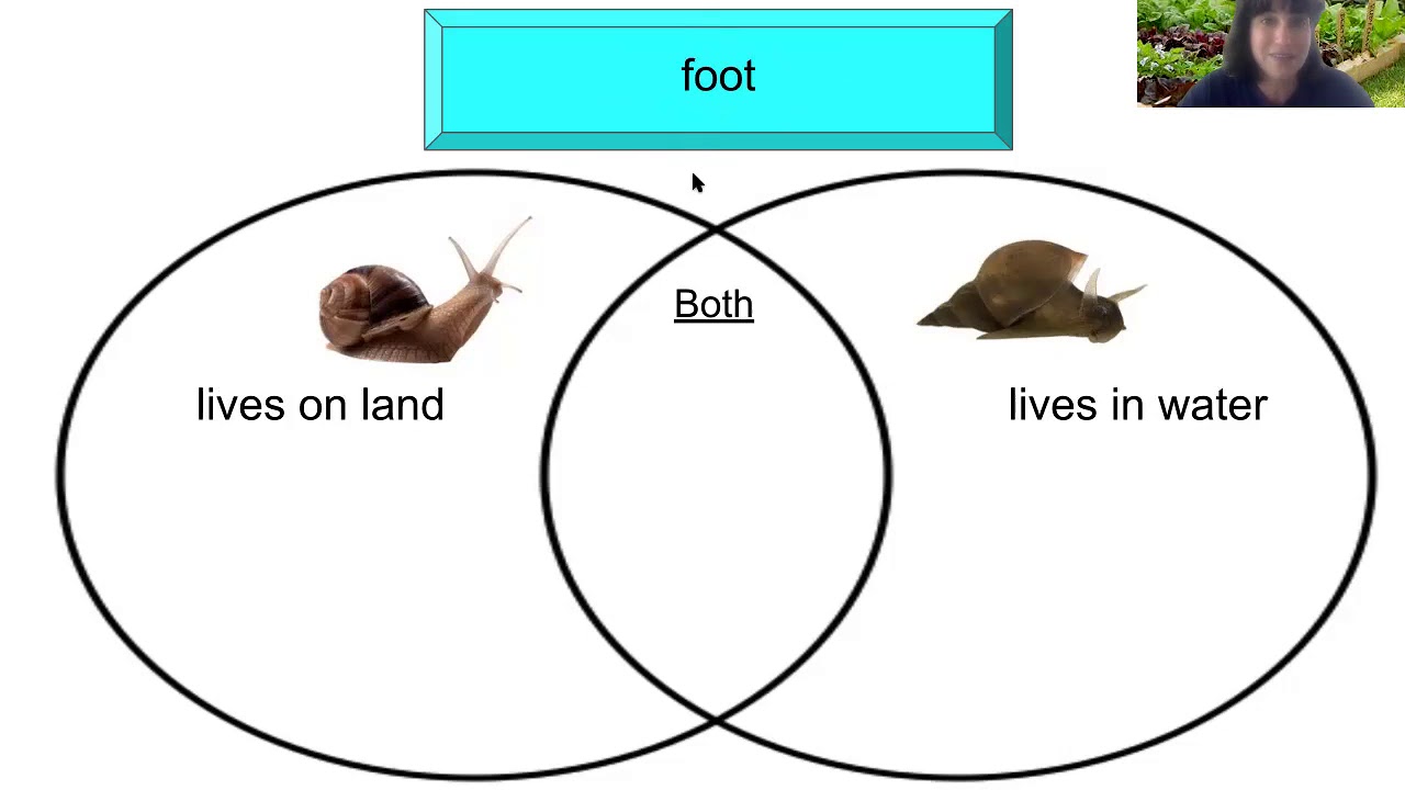 Comparing Land Snails to Water Snails Venn Diagram YouTube