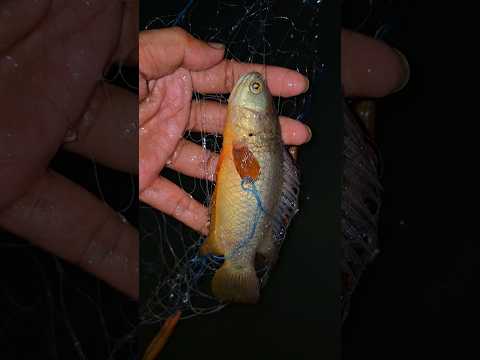 March 2026 Kolkata Night Rain Fish Catching No Gas No Oil