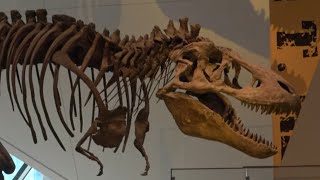 Fun Facts About The Royal Ontario Museum In Toronto