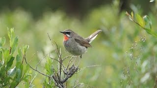 2013 07 22 Mongolia Utrag Gol Roodkeelnachtegaal Luscinia calliope