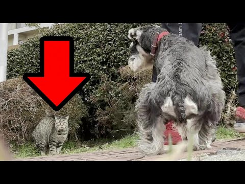 犬は猫の敵？出会った時のトレーニング【③ミニチュアシュナウザー犬/しつけ/訓練】