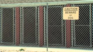 Animal Shelters in May
