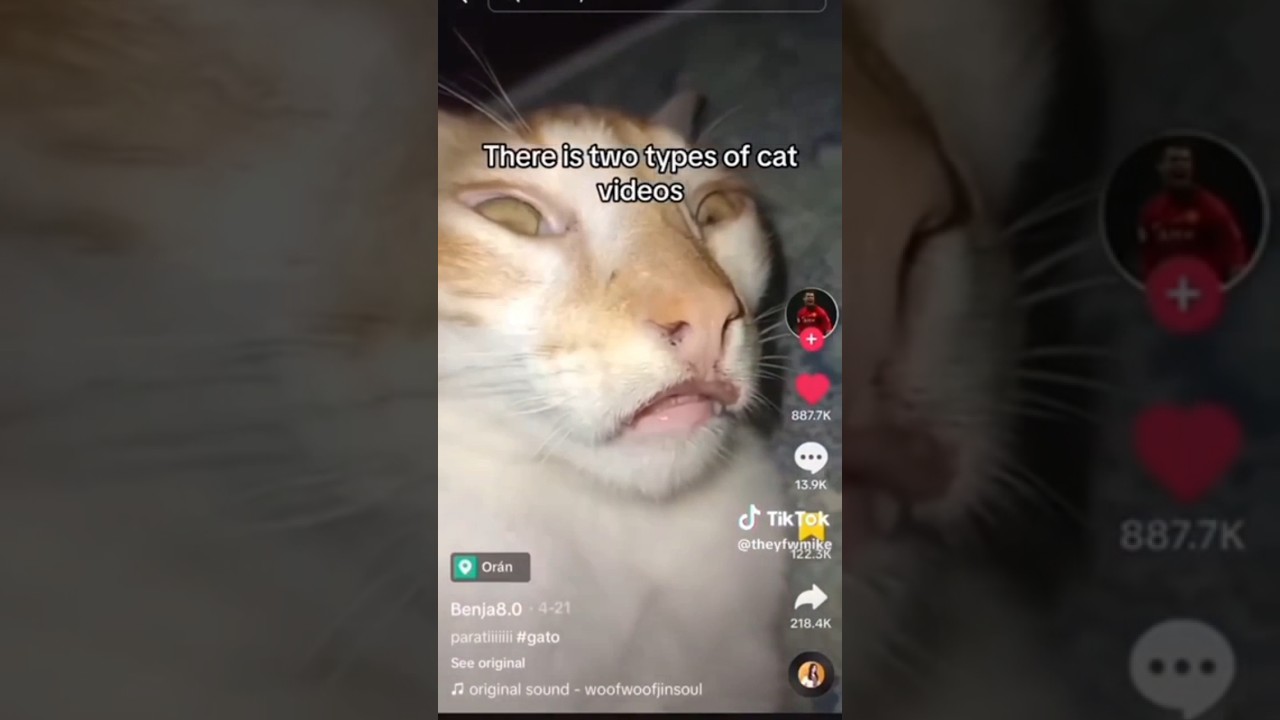 Memes from the Discord basement