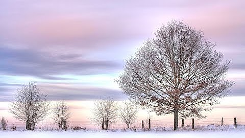 DapperShroom Music - Snowy Fields