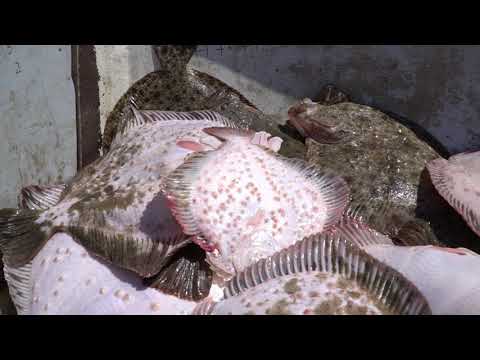 ПРОМЫСЕЛ КАМБАЛЫ КАЛКАН в Черном море, г. Сочи. Репортаж Первого канала.
