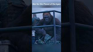 Le War For The Planet Of The Apes The Preachers Sudden Rebellion Saves Caesar