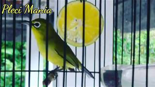 Materi Pleci Pemula Belajar Bukpar