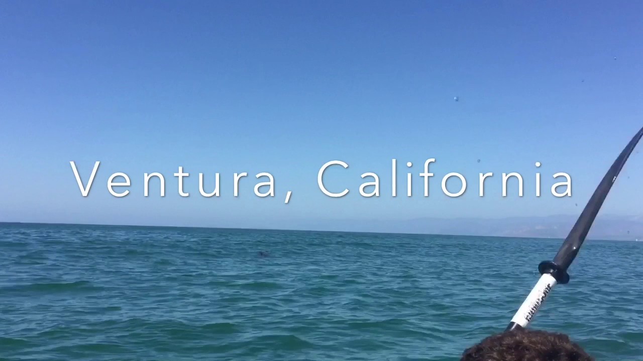 Kayaking with Dolphins, Ventura California YouTube