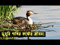 ডুবুরি পাখির জীবন কাহিনী |Bird Story-35|The Life Story Of Grebe Bird|Grebe Birds Documentary| Jactok