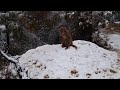 Monkey enjoying snow during snowfall