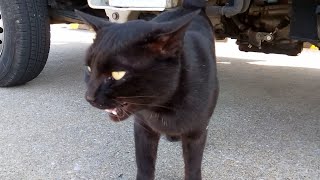 台風前日に渡船場の桟橋付近にいた黒猫ちゃんも無事が確認されました。