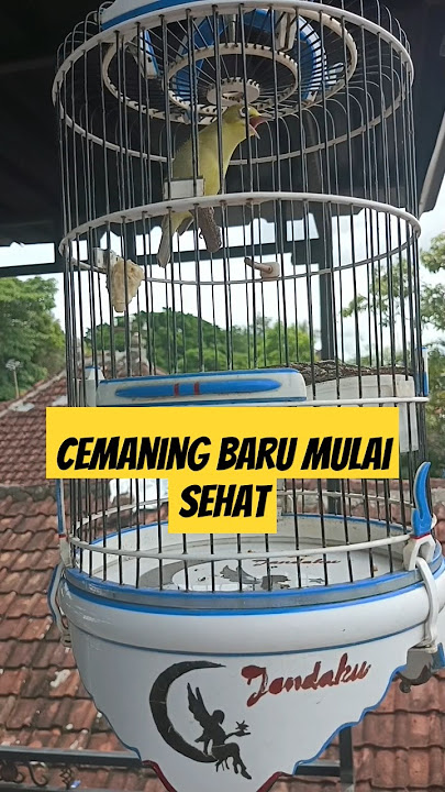 Kecial gacor‼️#shorts #shortsvideo #shortviral