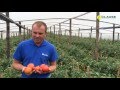 Опыт выращивания томата Супернова F1 на Закарпатье