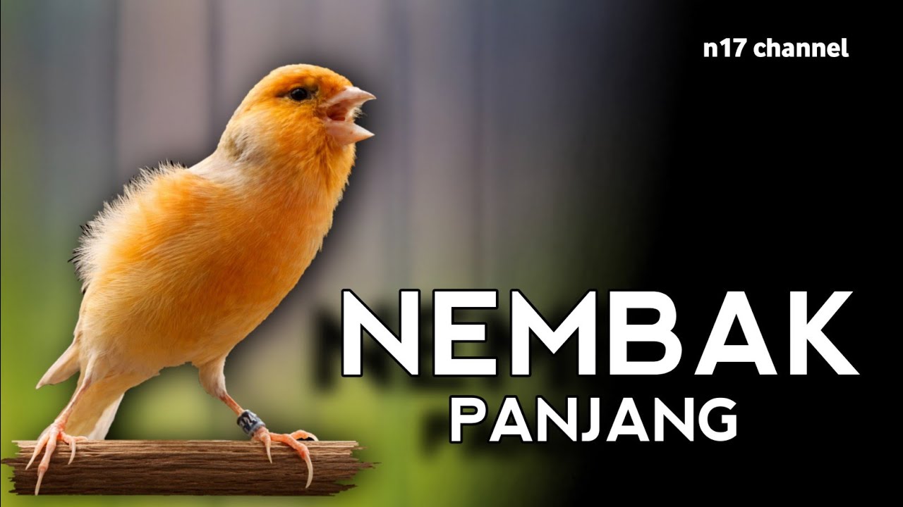 #010 Kenari Gacor Panjang Rol Rapat Emosi | Burung Kenari Bernyanyi, canario Belga