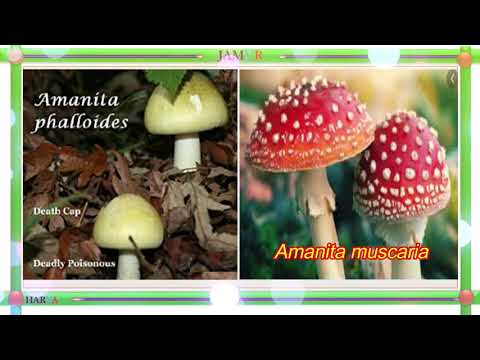 FUNGI (klasifikasi, peranan, reproduksi) PART 2