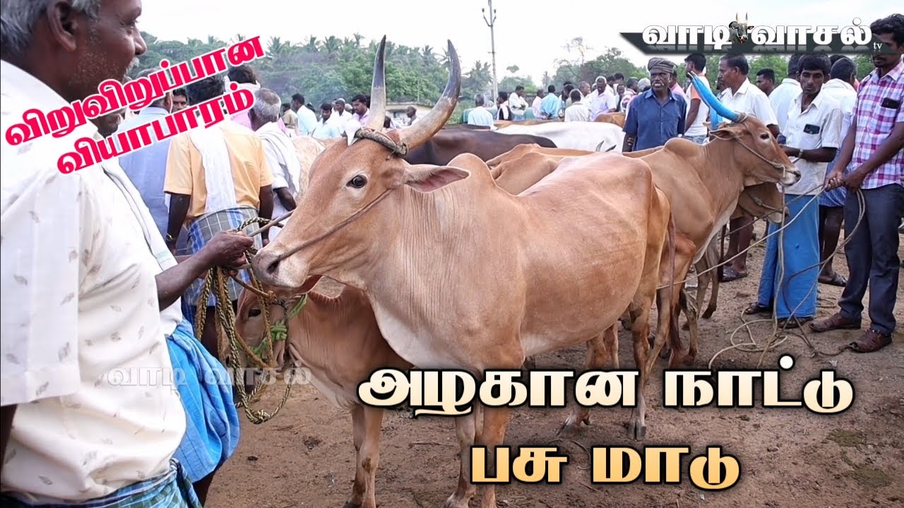 மட்றபள்ளி சந்தையில் தரமான மாடுகள்