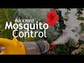 How To Get Rid of Mosquitoes In Your Yard and Landscape