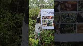 part 4 LeuweungKhatulistiwa #satwaliar #kpsl#eastborneo#perantau