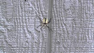A Twerking Spider, WoW