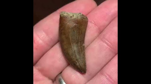 Quick Fossil Preparation - Daspletosaurus or Gorgosaurus Theropod Tooth #shorts