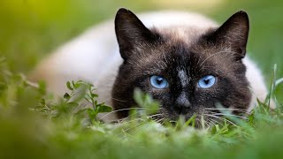 10 SIAMESE Cat PROS and CONS (MUSTKNOW)