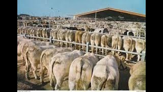 Marché aux bestiaux de Sancoins