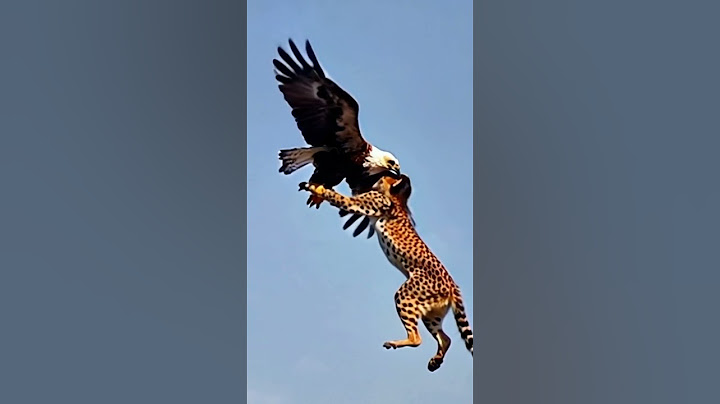 Eagle in skye high with cheetah part (1). Best short clip 💥😀