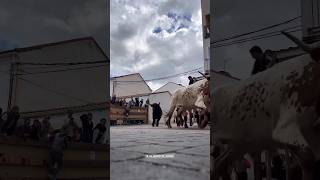 encierro de 5 toros Bravos Talamanca del jarama madrid