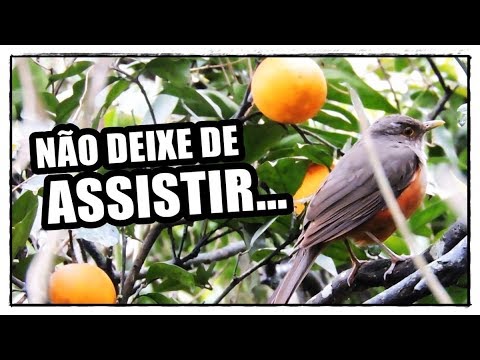 🔴 O INCRÍVEL SABIÁ-LARANJEIRA E SEUS CANTOS ♫ 