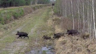 Driven hunt, Red deer, Wild boar, Roe deer / Best Of Season 2019-2020 screenshot 4