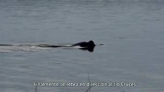 Lobo buscando cisnes