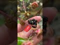 picking blackberries fruit thank you much sissy love @Hazeycheesy🖤🖤🖤🖤🖤
