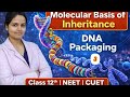 DNA Packaging 