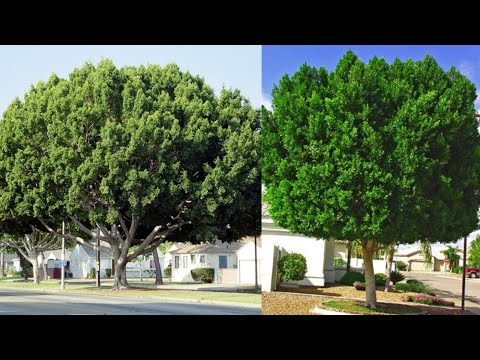 فيديو: هل الأشجار دائمة الخضرة تغير الألوان؟
