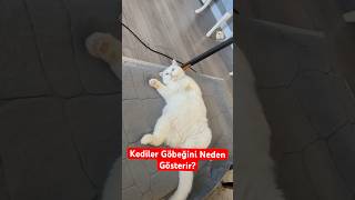 Kediniz Göbeğini Gösteriyorsa Dikkat! 🐱💛