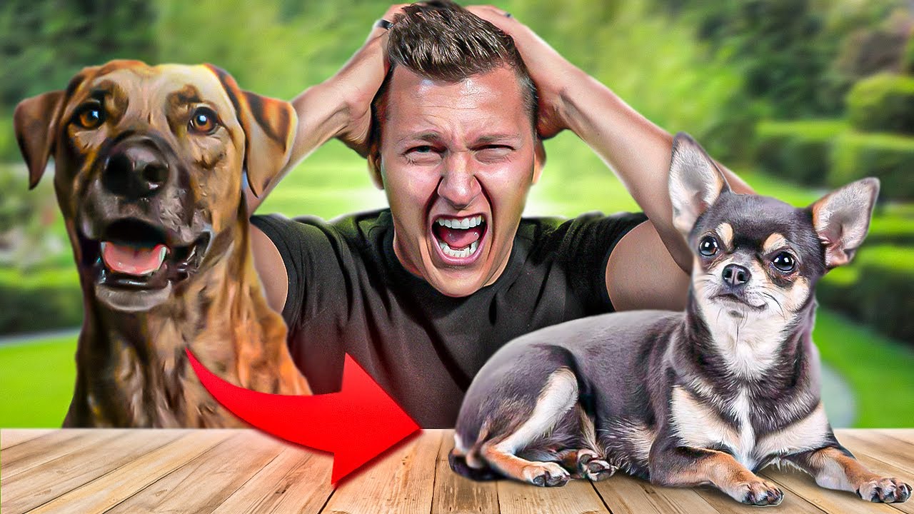 J'échange mon chien pendant 24H (Rescue contre un chihuahua) - YouTube