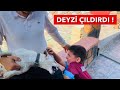 DEYZİ SİNİRİNİ ZAFER’İN OĞLUNDAN ÇIKARDI ..!