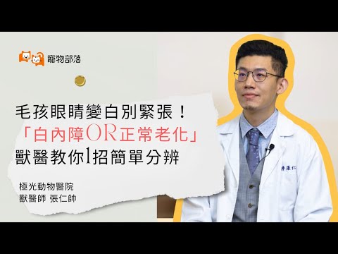 狗狗眼睛變白就是白內障嗎？視力一定會變差？獸醫教你1招簡單分辨「正常老化」 #毛學堂 #極光動物醫院 #張仁帥