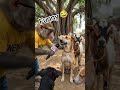 funny monkey #funny #shorts #viral #ai