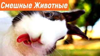 ПРИКОЛЫ С ЖИВОТНЫМИ / Смешные Животные Собаки Кошки Смешные Коты /Приколы с котами Забавные Животные