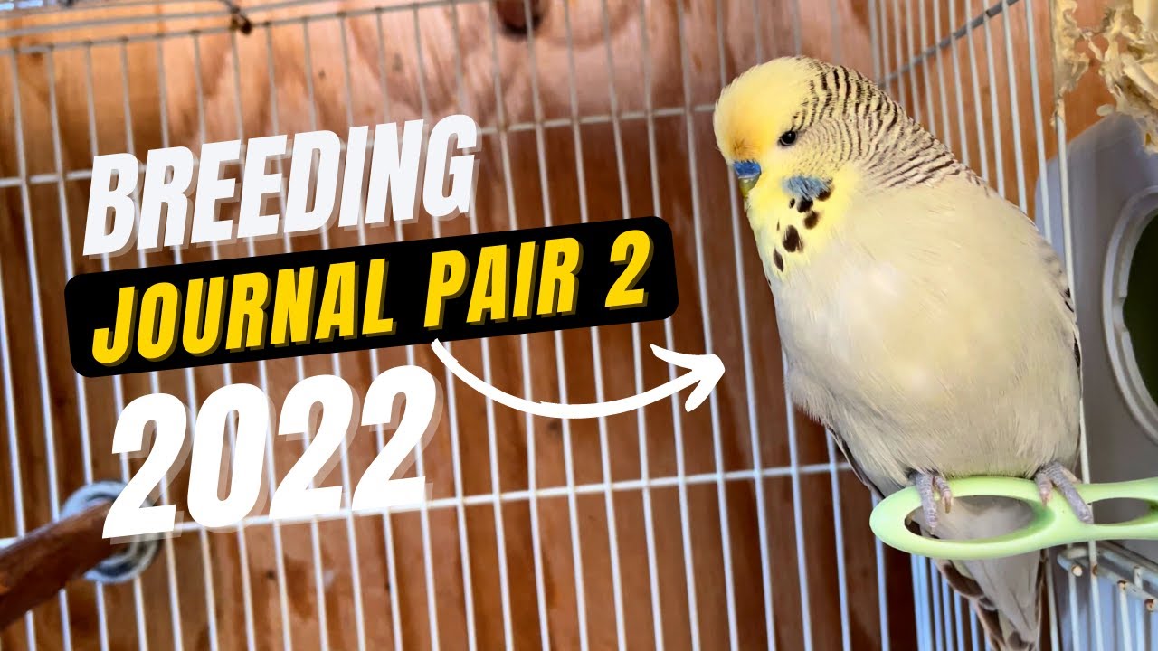 Breeding Lutino English Budgie with Gray Cinnamon Yellowface Budgie | Breeding Journal Pair 2 Entry1