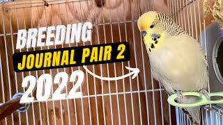 Breeding Lutino English Budgie with Gray Cinnamon Yellowface Budgie | Breeding Journal Pair 2 Entry1 Resimi