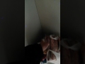 Pitbull red nose // dog alone at home vol 2 // guilty dog funny