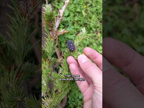 How to ID