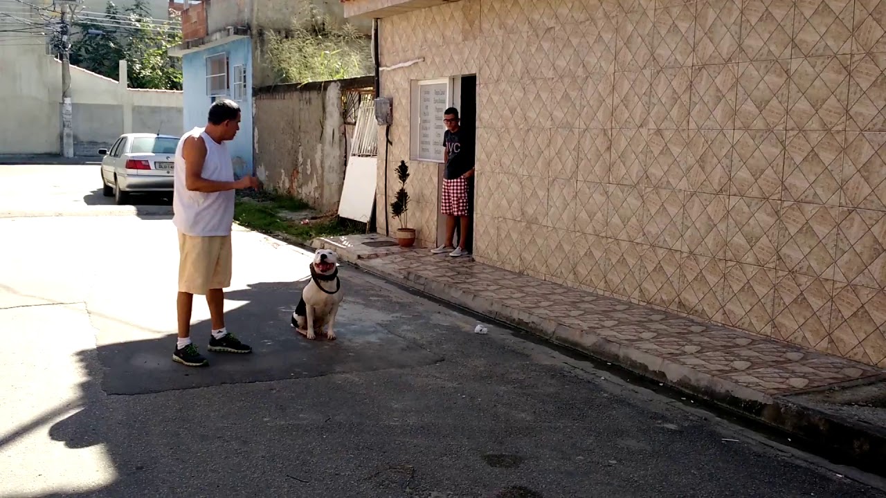 Adestrador de Cães Adilson Pedrosa.