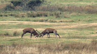 Rotwild Brunft - Hirsche im Dauerstress