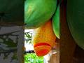 How to harvest a tree-ripe California papaya by slicing the bottom for a clean and neat pick