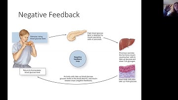 Feedback Loops