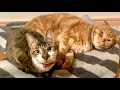 布団で添い寝する仲良しすぎる猫たちが可愛い。【保護猫】