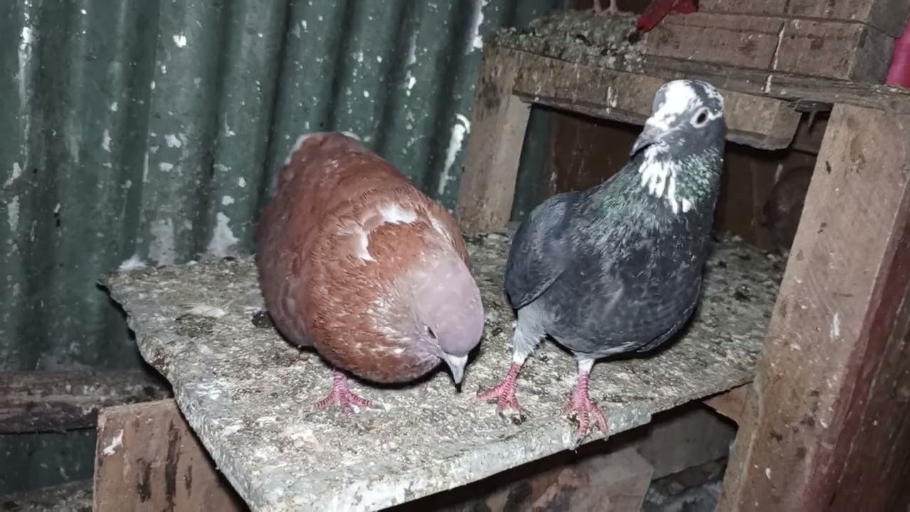 #pagninilay #foryou #habesha #pyf